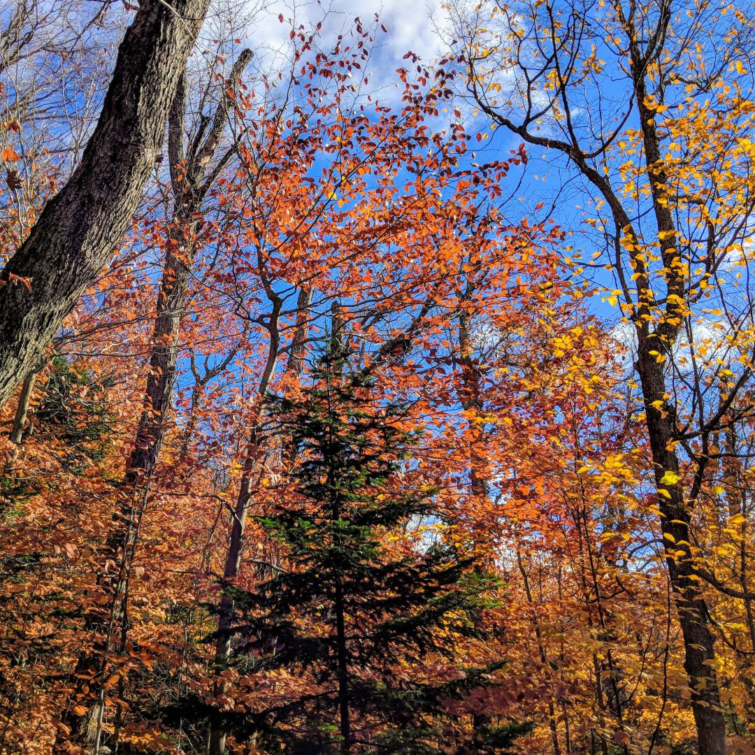 Enjoy Fall Foliage in the Finger Lakes on These Scenic Drives